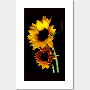 Sunflowers Posters and Art